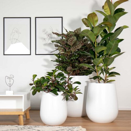 Balmoral Egg Planter