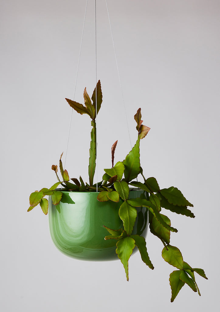 Glazed Earth Hanging Planter Forest Green