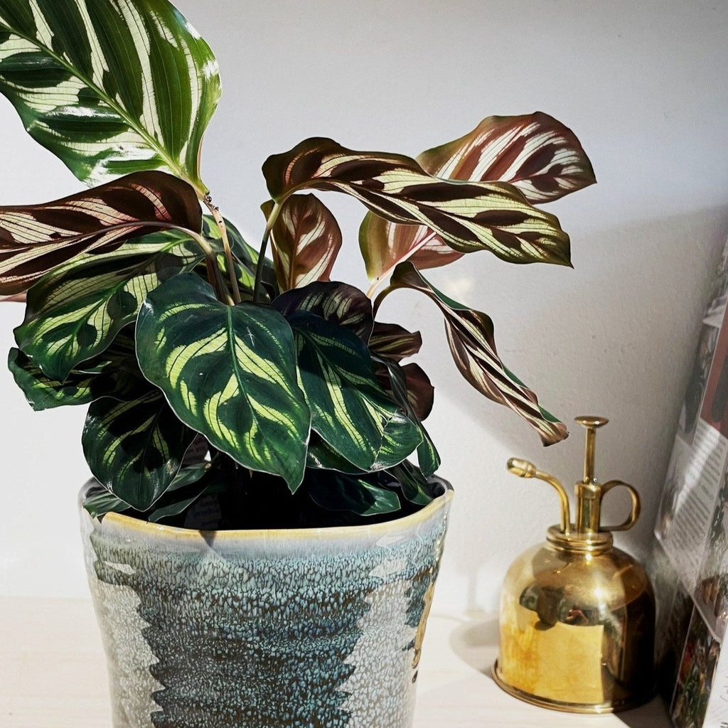 Calathea makoyana - 'Peacock Plant'