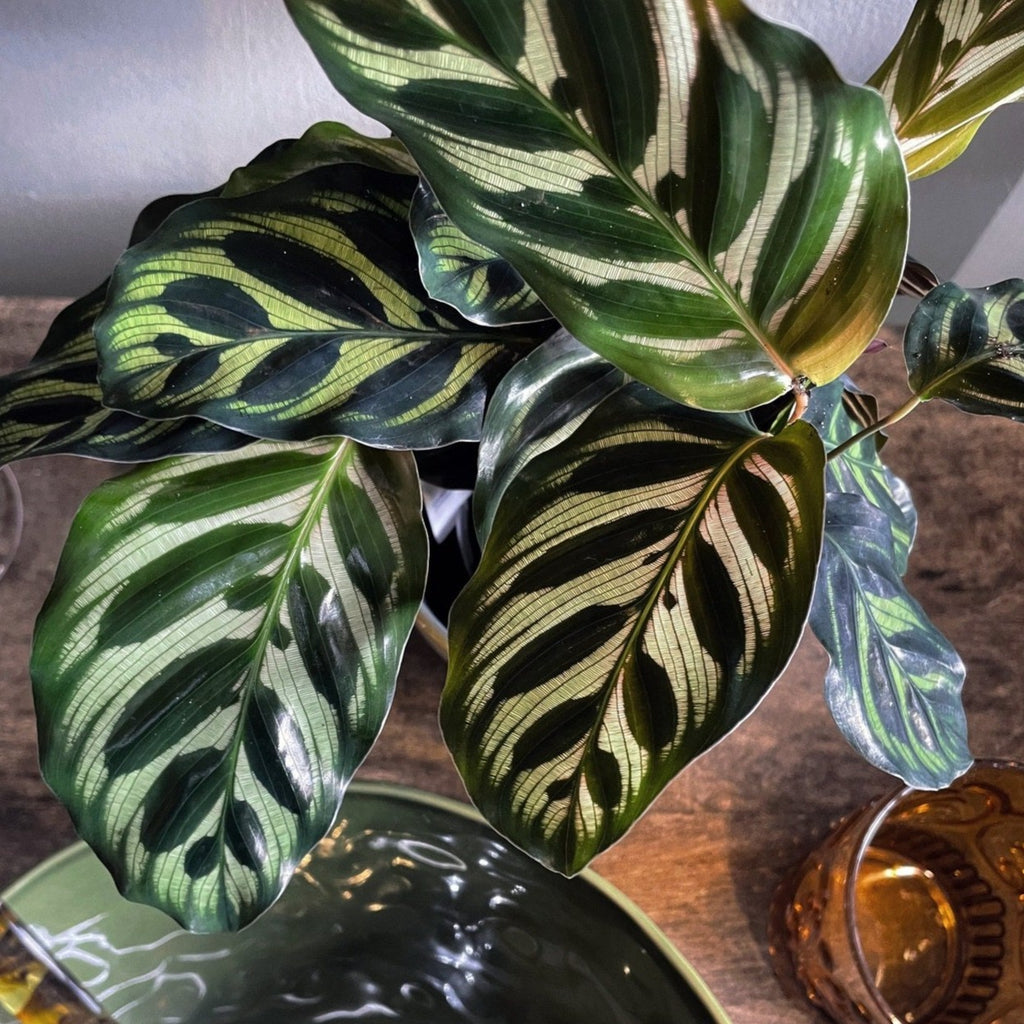 Calathea makoyana - 'Peacock Plant'