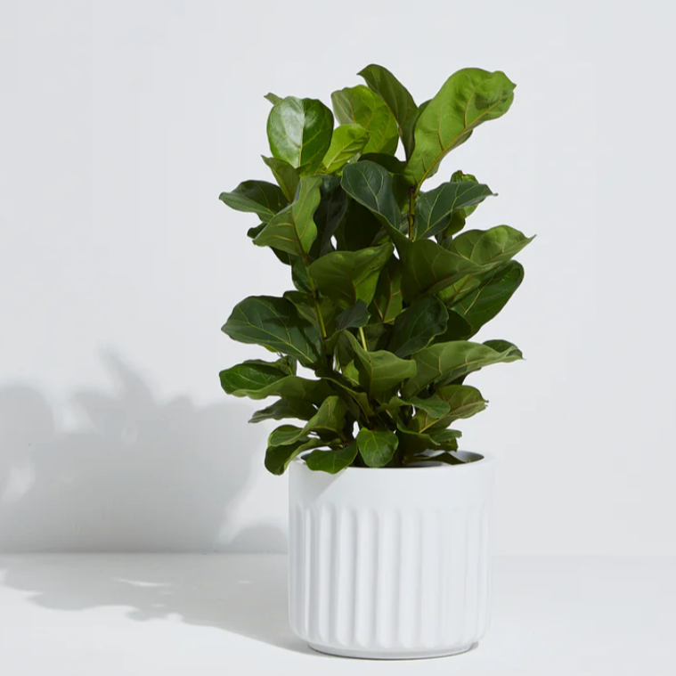 Ficus Lyrata - ' Fiddle Leaf Fig'