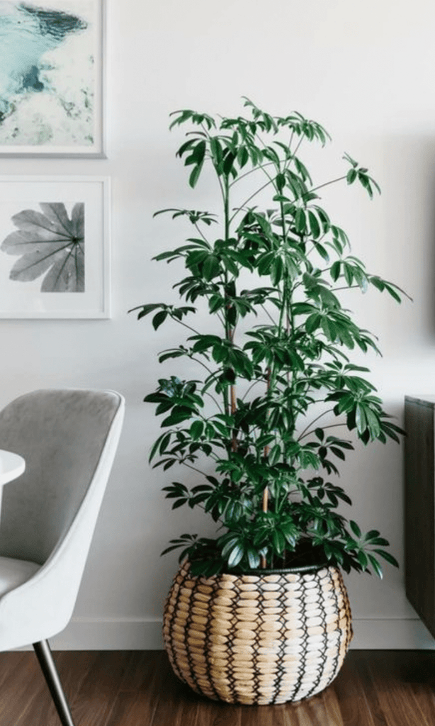 Schefflera Arboricola - ' Dwarf Umbrella Tree'