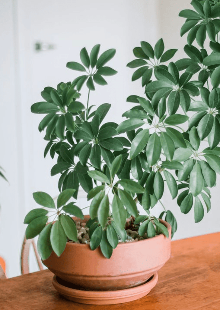 Schefflera Arboricola - ' Dwarf Umbrella Tree'